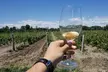 Wine Tasting Tour in Prince Edward County - Second Medium