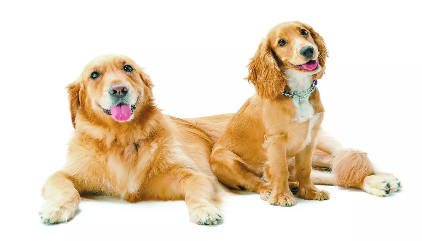 $35 For $70 Toward Boarding & Daycare - Primary Image