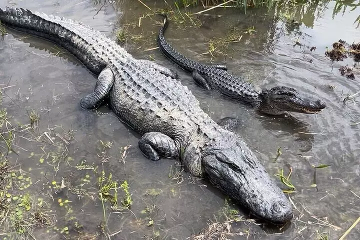 Small Airboat and Oak Alley Plantation Tour from New Orleans