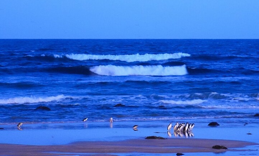 Image 5: Penguin Parade Express Private Tour Melbourne to Phillip Island