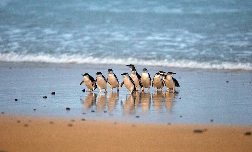 Image 7: Melbourne Steam Train Penguin Island Day Tour