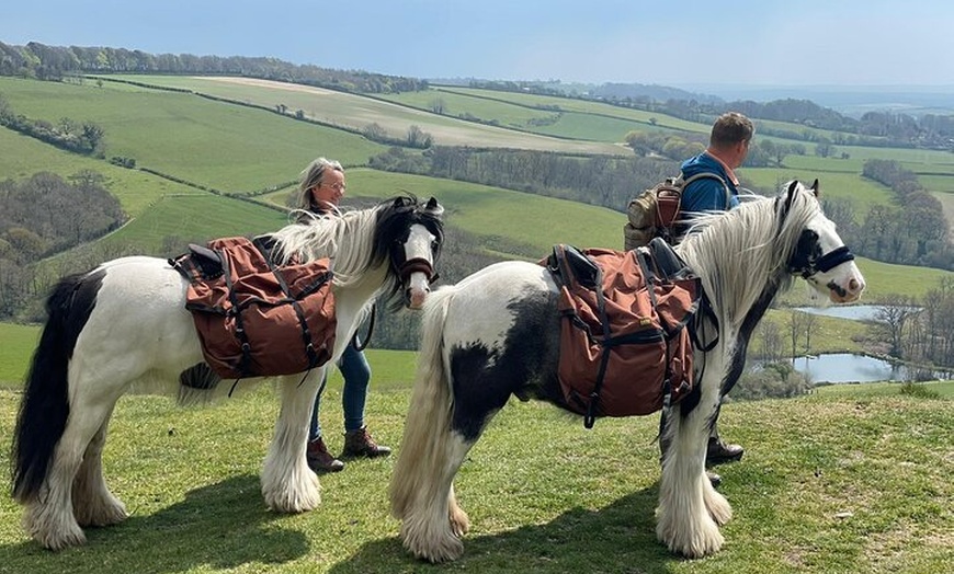 Image 8: Pack Pony Wild Camping in Ancient Woodland, Dorset