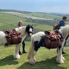 Image 8: Pack Pony Wild Camping in Ancient Woodland, Dorset