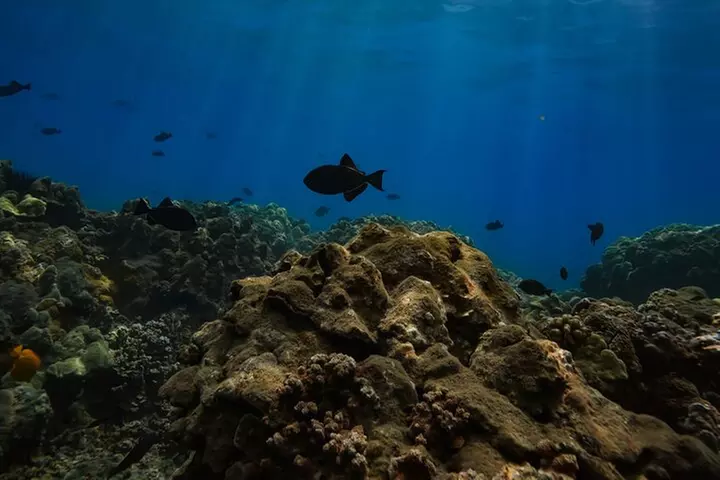 Kayak, Whale Watch, and Snorkel With Optional Photo and Video
