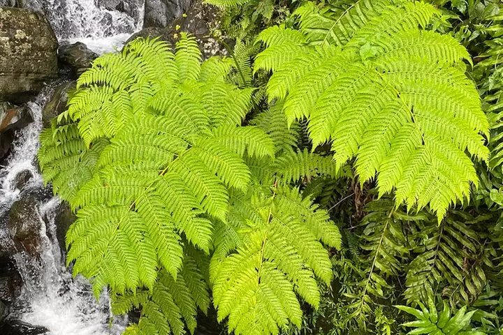 Day Trip to El Yunque Tropical Rainforest from San Juan