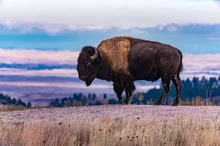 The Southern Black Hills Explorer - Primary Image
