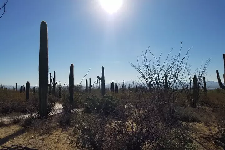 Tombstone and Bisbee Sightseeing Tour with Saguaro N.P. - Second Medium