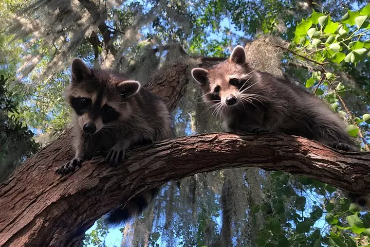 New Orleans Airboat Ride