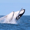 Image 1: Whale Watching Cruise on the Gold Coast