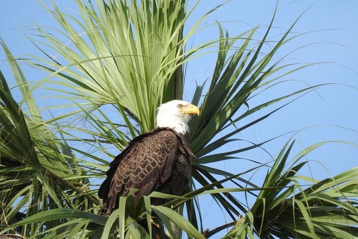 Everglades Day Safari from Fort Myers/Naples Area