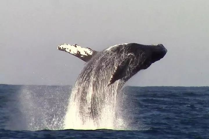 Whale Watching Tour