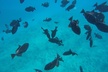 3-Hour Small-Group Maalaea Luxury Snorkel Cruise Tour - Second Medium