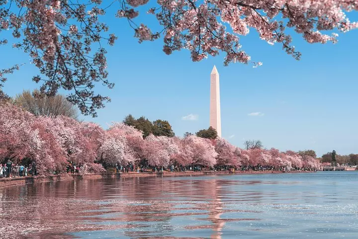 Top Tidal Basin Explorer of Thomas Jefferson FDR & MLK Memorials - Primary Image