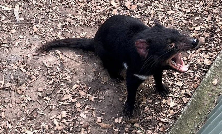 Image 4: Explore Wildlife and Richmond Heritage Tour