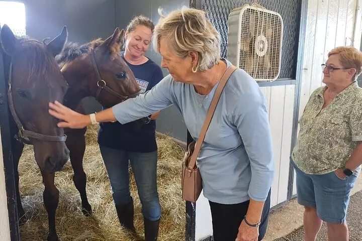 Half-Day Thoroughbred Horse Farm Tour in Kentucky