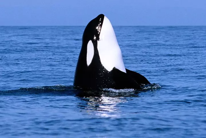 Vancouver Whale Watching Safari - Primary Image