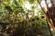 ATV Adventure, Interactive Bridges, Ziplines, Cenote and Lunch - Second Medium