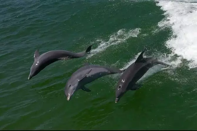 Egmont Key Island Snorkeling Adventure and Dolphin Cruise - Primary Image