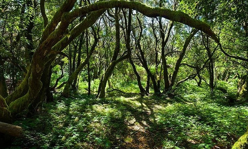 Image 4: Escapada de un día a La Gomera desde Tenerife