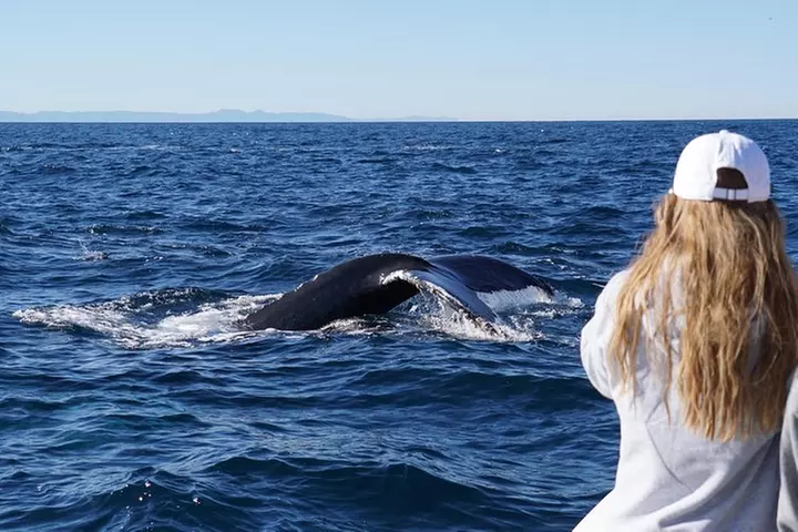 Supreme 2hr Whale/Dolphin Watching Newport Beach, 6 person max
