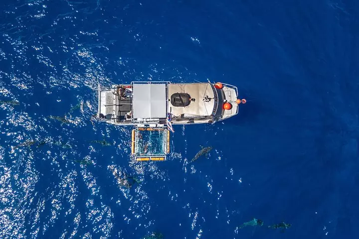 Shark Cage Diving On "The World Famous North Shore of Oahu", Hawaii