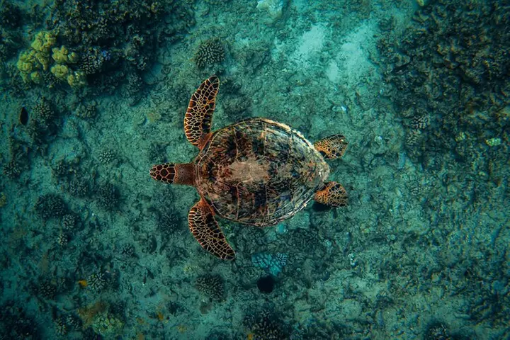 Moana's Waikīkī Grand Guided Turtle Snorkel & Sailing Adventure