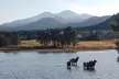 Peak to Peak Scenic Byway and Estes Park - Second Medium