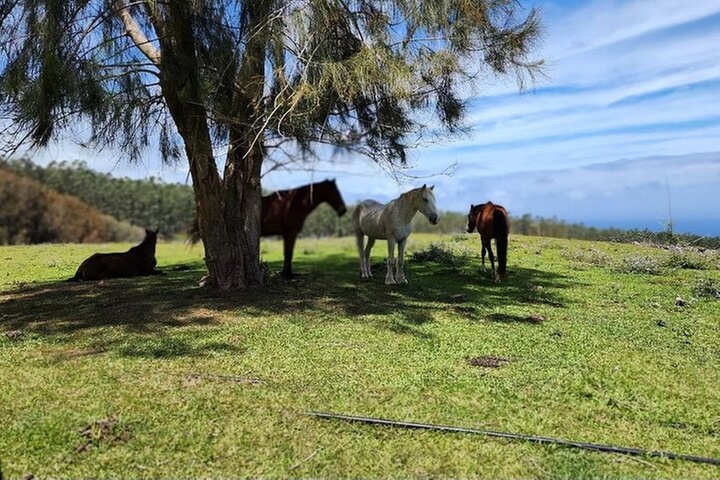 Waipi'o on Horseback: Mountain Ocean Views Working Cattle Ranch
