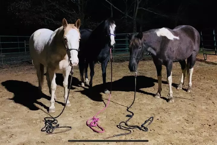 The Equine Experience - Second Medium