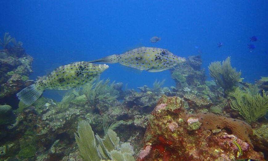 Image 8: VIP Beginner Diving Experience: MUSA Statues & Reef Adventure