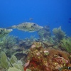 Image 8: VIP Beginner Diving Experience: MUSA Statues & Reef Adventure