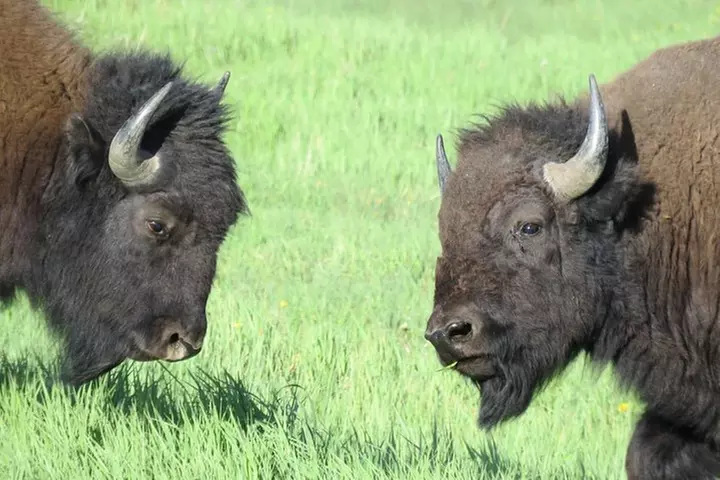 Yellowstone National Park - Full-Day Lower Loop Tour from West Yell...