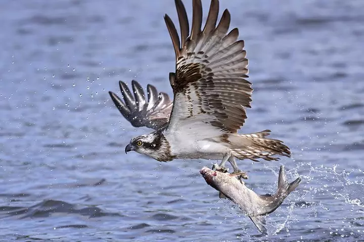 Private Historical Wildlife and Dolphin Cruise South Padre Island