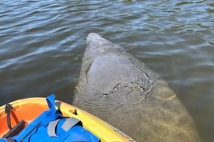 Manatee Discovery Anna Maria Island