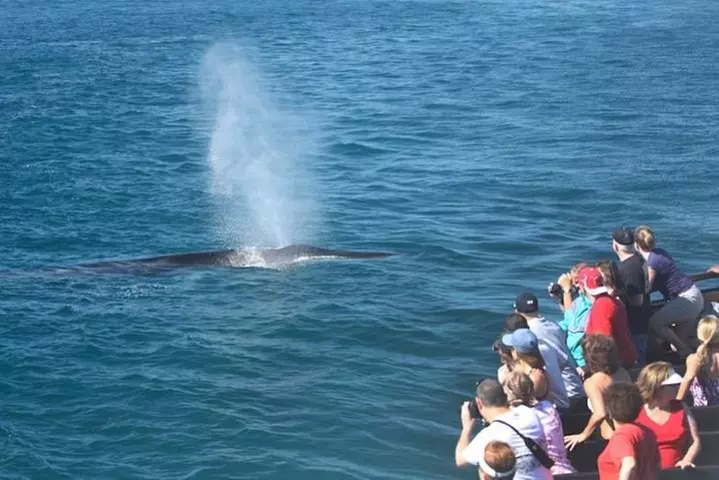 Whale Watching Cruise from Newport Beach