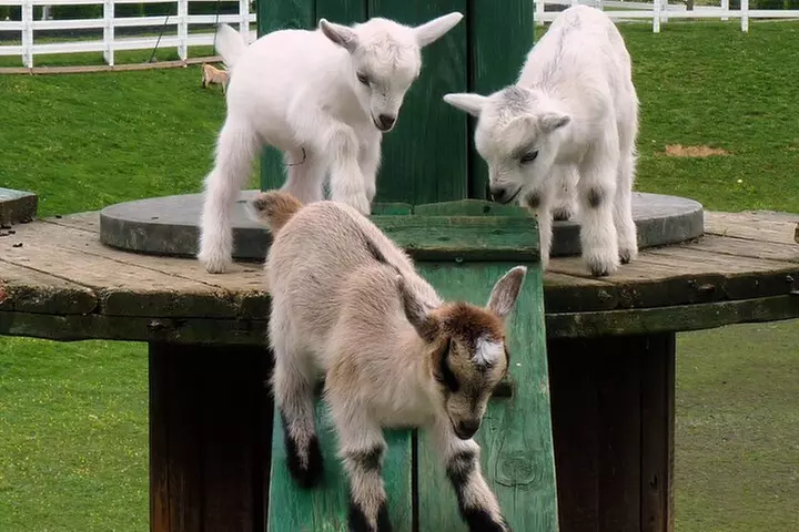 Premium Amish Country Tour including Amish Farm and House