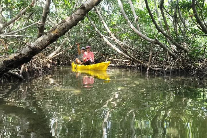 Kayak through Mangrove Forests in the Florida Keys
