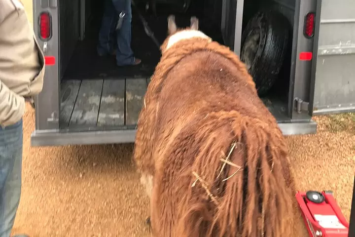 Llama Encounter