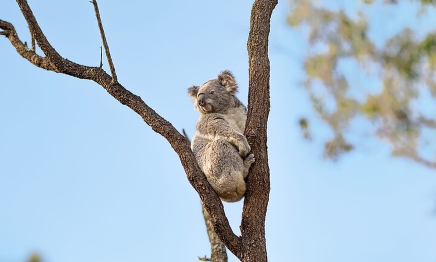 Image 5: Australian Surfing and Camping Tours