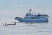 Kenai Fjords Orca Quest Cruise - Second Medium