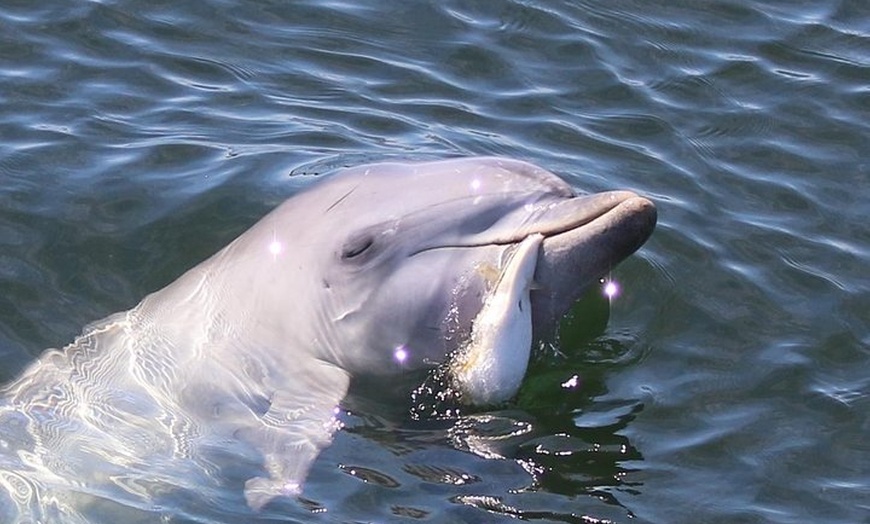 Image 13: Dolphin Sanctuary Kayak Tour Adelaide