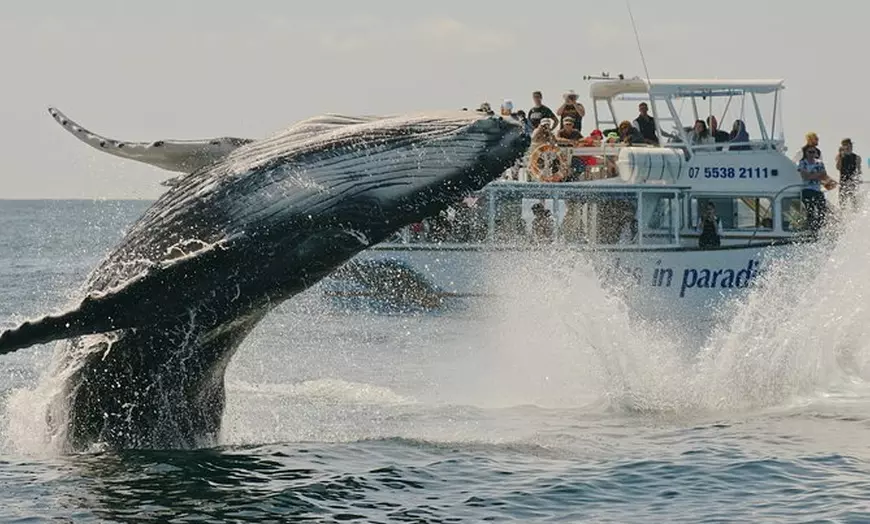 Image 1: Whale Watching and Surfers Paradise Day Trip from Brisbane