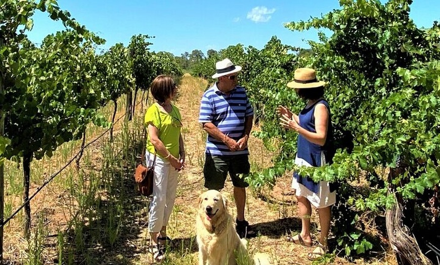 Image 3: Upper Reach Winery: Swan Valley Winery and Vineyard Tour