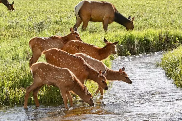 Half-Day Rocky Mountain National Park "Lake and Meadows Tour"