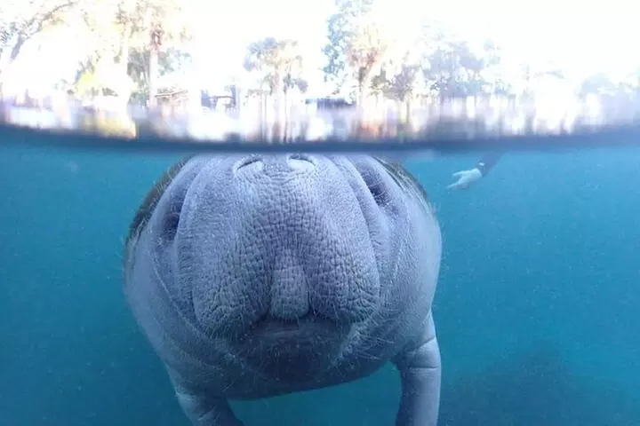 Exclusive Small Group VIP Heated Manatee Snorkel Tour
