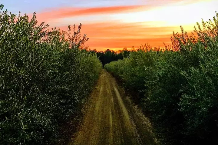 The Olive Grove Tour