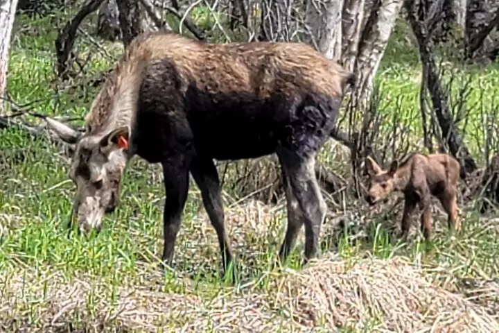 Viator Exclusive: Go eBike Alaska on Tony Knowles Trail