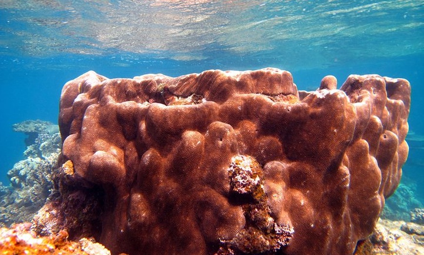 Image 7: Coral Bay 1-Hour Coral Viewing