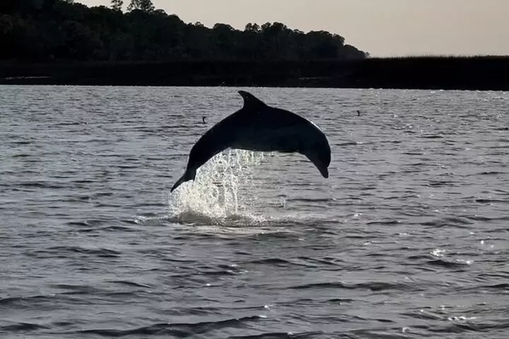 Private Charleston Dolphin and Eco Boat Tour