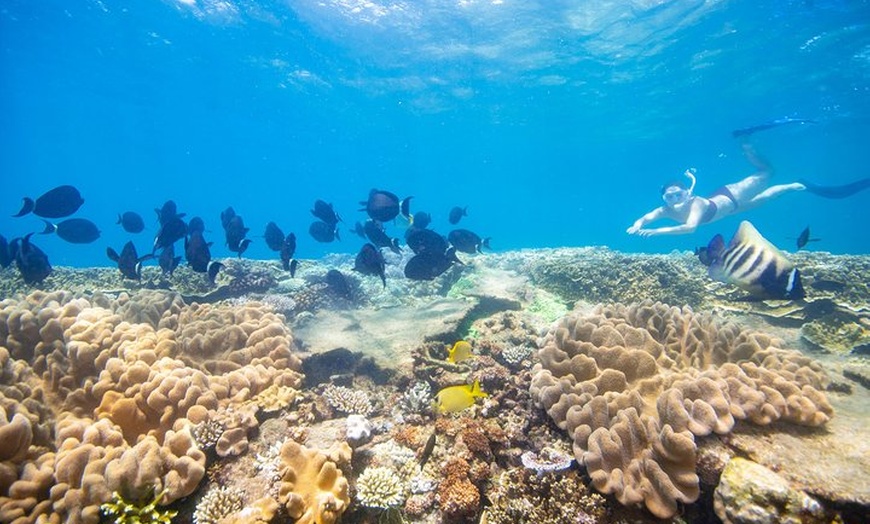 Sunlover Reef Cruises - Sunlover Reef Cruises | Groupon